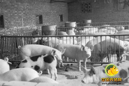 累计调减生猪过半，今年再补刀，浙江最大养殖基地被砍掉！