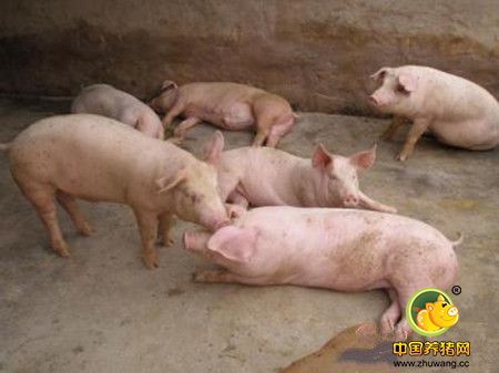 长期喂麸皮会影响猪只生长
