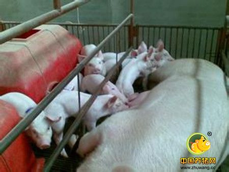 增强哺乳母猪进食量的方法，怎么让哺乳母猪吃得香