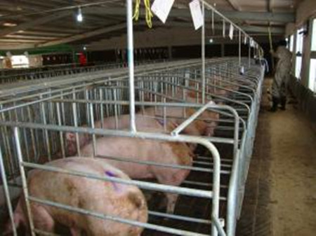 造成母猪食仔的原因与预防措施，母猪为什么会吃新生仔猪