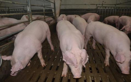 影响猪群健康度的因素和提高猪群整体健康度的方法