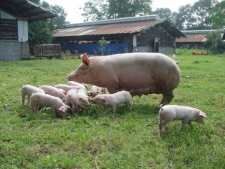 母猪生产过程中所需的维生素有哪些？