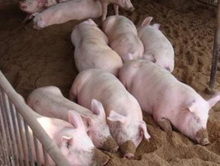 养猪中可用的几种非常规蛋白原料