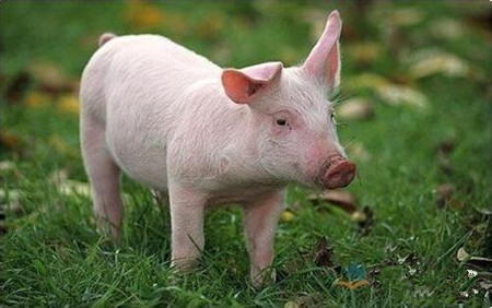 引发猪高烧的几种猪病及防治方法