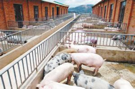 猪场管理：猪场改造只需五招