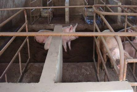 猪舍地面与排粪设施的建设建议