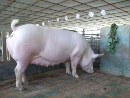 怀孕母猪的营养与饲料，妊娠母猪对营养的需求