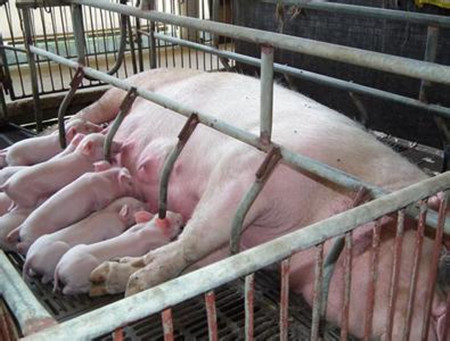 母猪产仔数量少的原因分析，引起母猪产仔数量少的因素