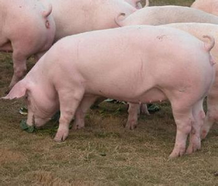 猪能量营养问题的探讨