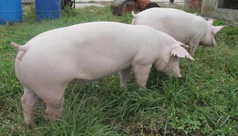 二元种猪市场突然回暖，但未来猪价上涨疲软