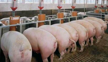 母猪淘汰量持续下跌，猪价后期上涨动力已不足？