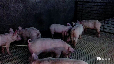 丰强生泰对保育仔猪腹泻的防治和生长性能的研究