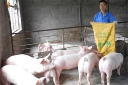 小型养猪场生产技术方面的缺陷