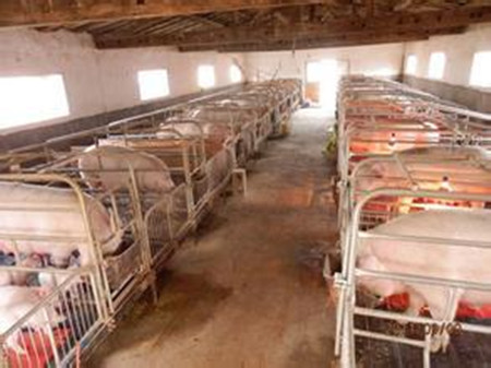 农村建猪场在生产设施方面存在的问题