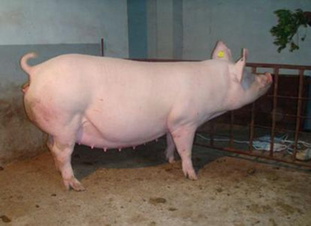 产子哺乳母猪的饲养管理要点