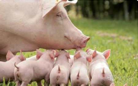 母猪年突破三十头断奶仔猪的营养与管理技术体系