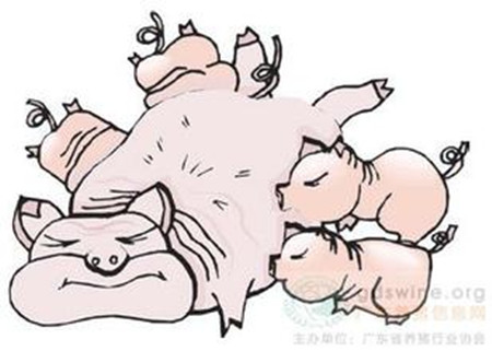 樊福好：猪群健康指数下降与饲料质量的关系