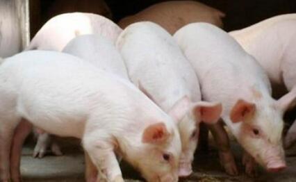 猪价上涨动力较弱，预计短期内行情可能继续震荡