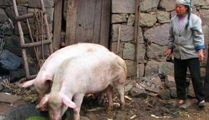 受生猪产能未能恢复影响 猪价将会高位震荡