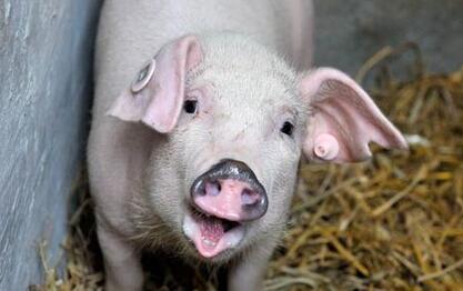 2017年养猪人对母猪的补栏一定要理性 千万不要盲从