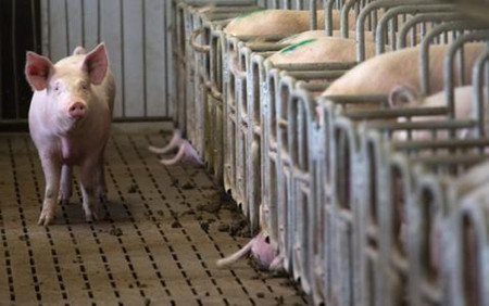 濮阳利群养殖号称养猪10万头 “非吸”过亿