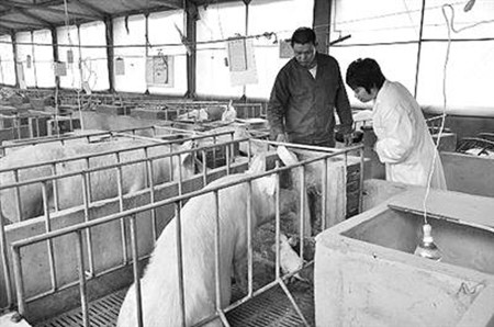 丁堰一养猪场环境污染严重 将予关闭或搬迁处理 