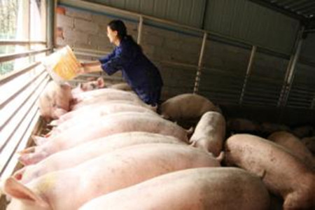 养猪中节约饲料的方法，怎样有效节省猪饲料