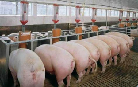 有效提高仔猪饲料消化率的措施，怎样提高仔猪饲料消化率？