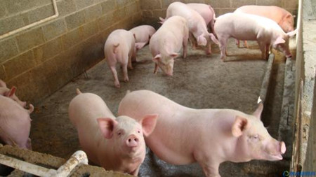 提高母猪产仔量的第一步，每个养猪人都该看！