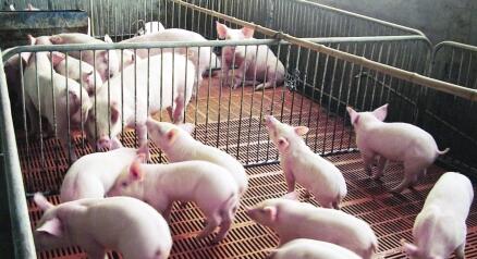 猪价目前稳定并缓慢上涨，但是存在极大下行的危机？