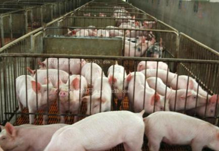 猪流感传播迅速，如何做好猪群的预防与治疗?
