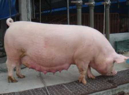 猪体温升高所引发的疾病有哪些 ？如何区分？