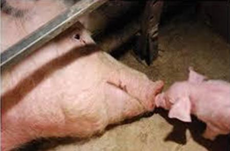 猪玉米霉菌毒素中毒防治技术