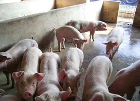 猪场春季猪呼吸道疾病防治措施