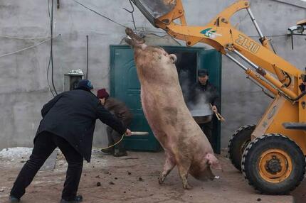 大肥猪两年长到700多斤！村民用铲车拉猪宰杀(图)