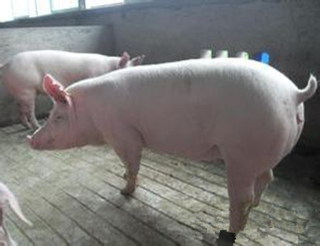 规模化养猪场后备母猪存在的问题及对策
