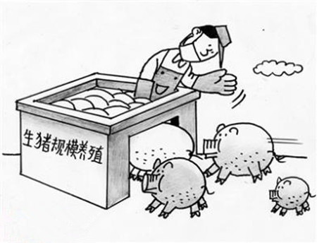 场内自繁自养——阻碍中国猪业发展的根本问题！！！