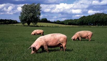 改革势在必行，资本进驻养猪业或破解猪周期？