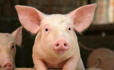 不同霉菌毒素对猪的临床症状