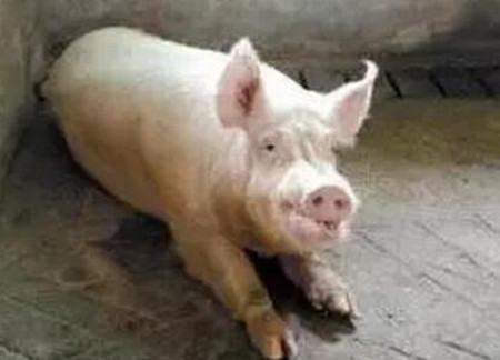 夏季饲料霉菌毒素猪场应警惕