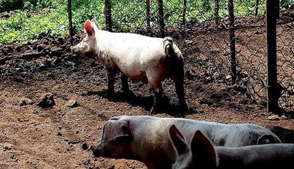 周末两天 国内猪价小幅上涨 短期平稳调整