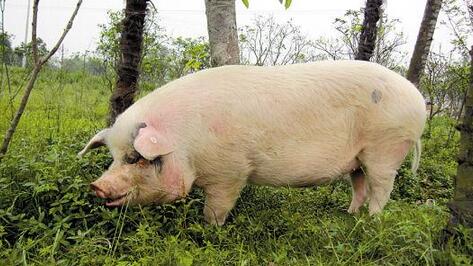 一头猪，受专人照顾，已经存活了长达9年