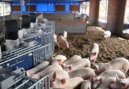 年薪百万猪场场长总结的34条养猪经验！