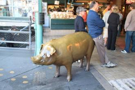 东港法国猪成了“招财猪”