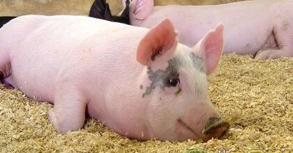 猪价高位+后周期向好并存，养殖户的春天到了？