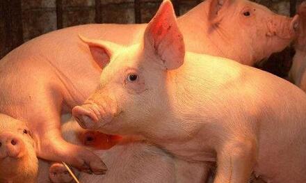 “两会”过后，哪些重要信息是养猪人需要了解的？