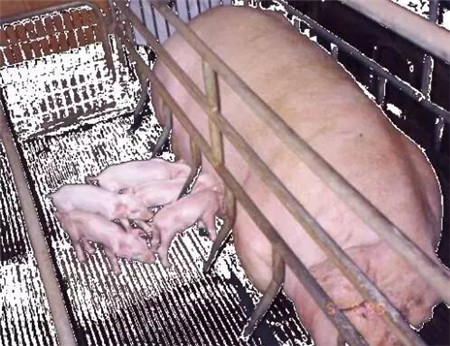 影响哺乳仔猪腹泻的因素及防治措施，养猪人必读！