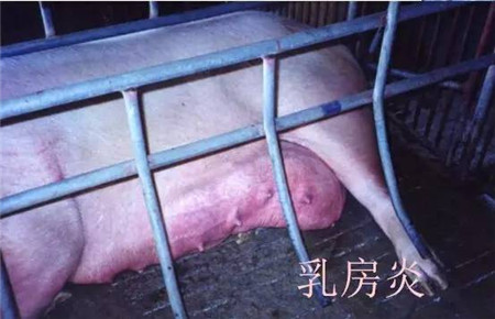 影响哺乳仔猪腹泻的因素及防治措施，养猪人必读！