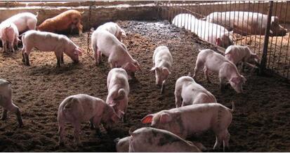 国内猪价出南北方普遍上涨的局面，猪价的涨幅有多大？