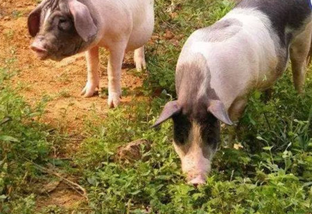 治疗常见猪病的土方子，农村的散养户值得学习一下！